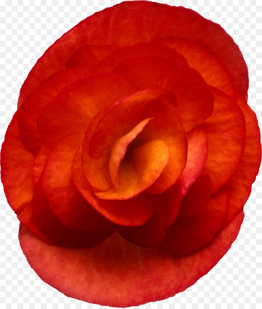 Rosas De Jardín，Begonia Elatior PNG