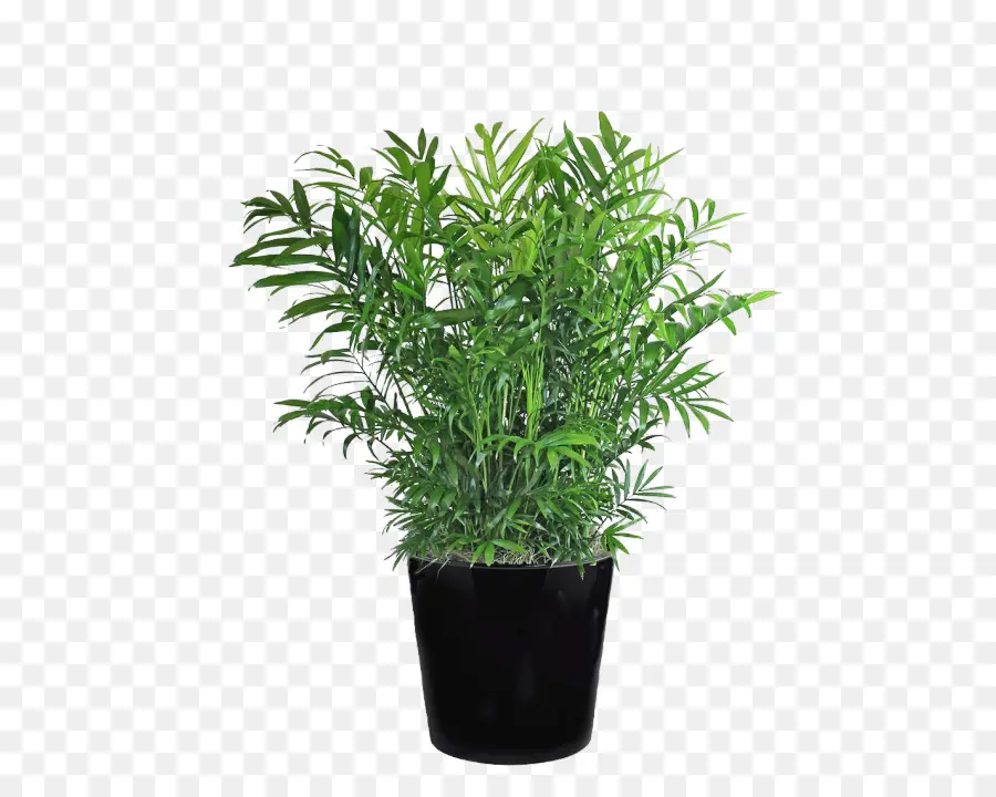 Planta En Maceta，Verdor PNG