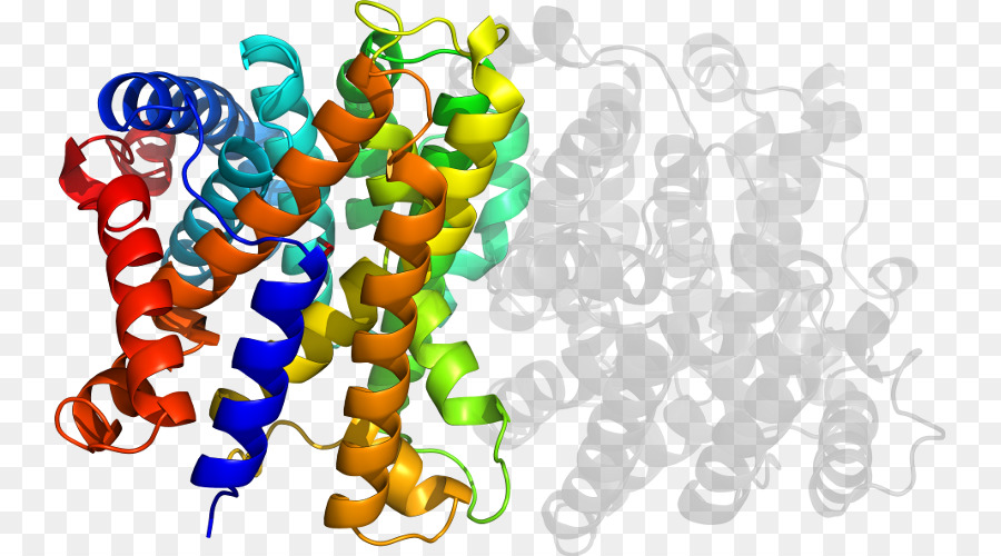 Estructura De La Proteína，Molécula PNG