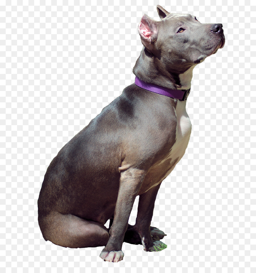 American Pit Bull Terrier，American Staffordshire Terrier PNG