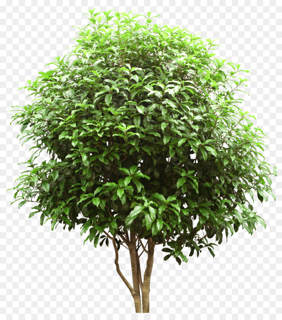 árbol，Arbusto PNG