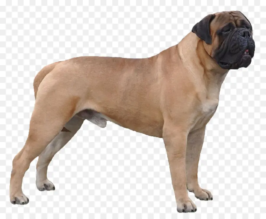 Perro，Mascota PNG