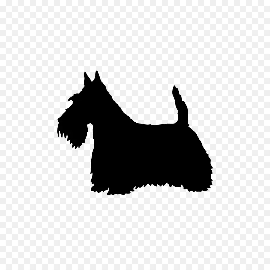 Scottish Terrier，West Highland White Terrier PNG