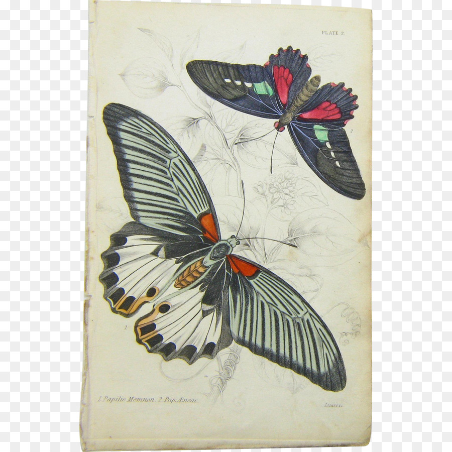 Mariposa，Naturalista PNG