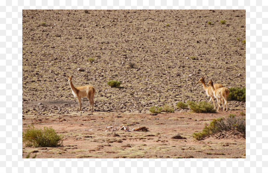 Vicuña，Guanaco PNG