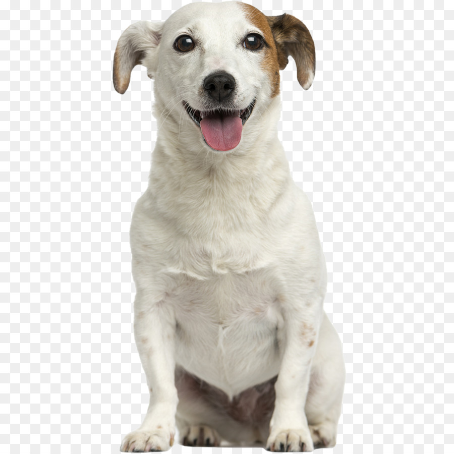 Perro，Mascota PNG