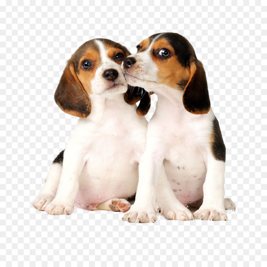 Dos Cachorros，Lindo PNG