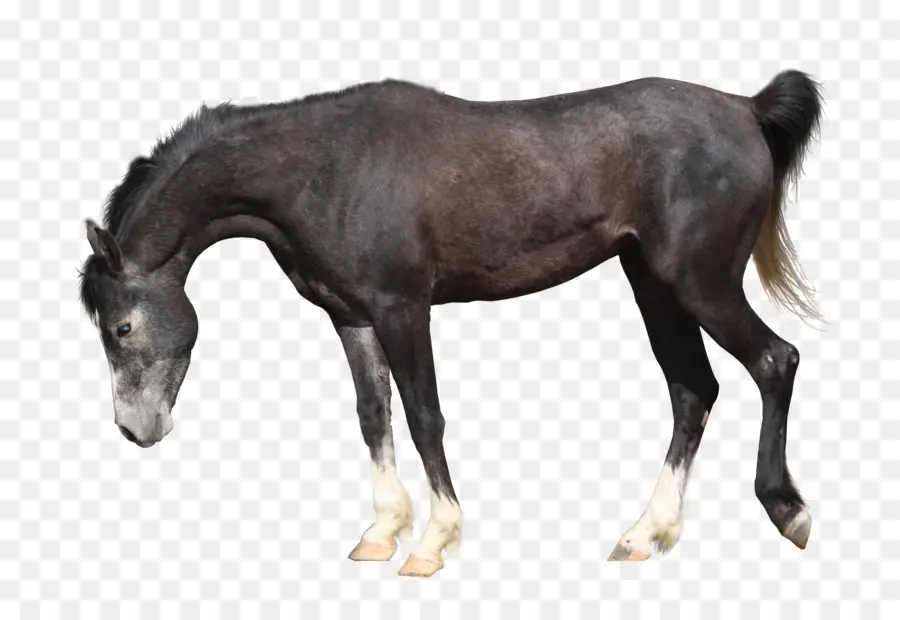 Caballo，Mare PNG