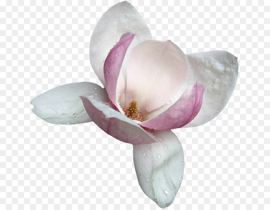 Magnolia，Flower PNG