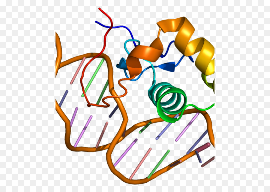 Estrogenrelated De Los Receptores Alfa，Receptor Estrogenrelated PNG