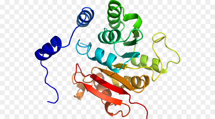 Estructura De La Proteína，Molécula PNG