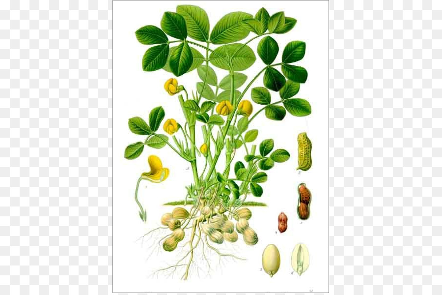 Köhler Plantas Medicinales Del，Maní PNG