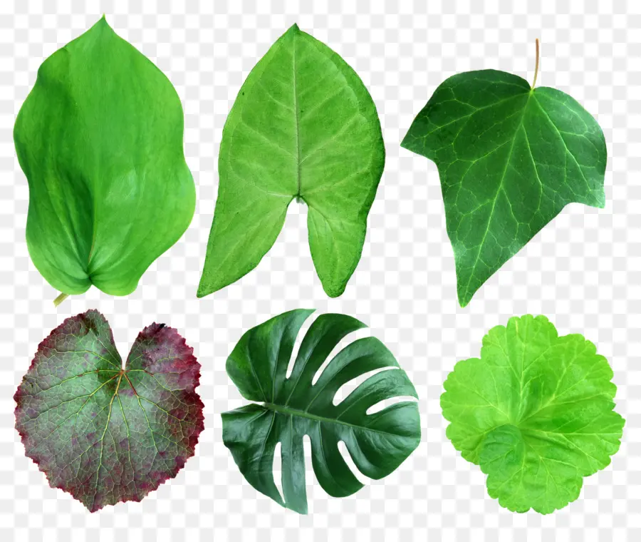 Hoja，Planta PNG