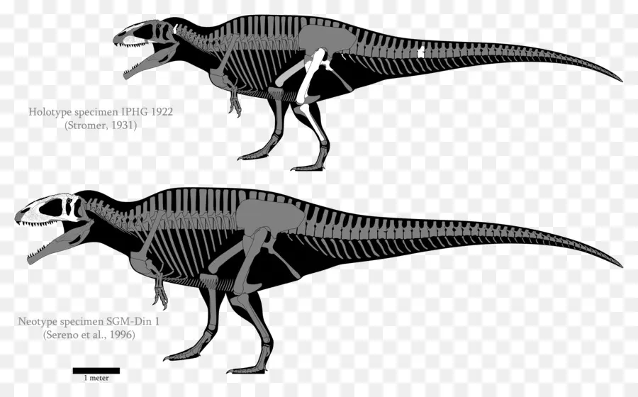 Carcharodontosaurus，Gigantosauro PNG