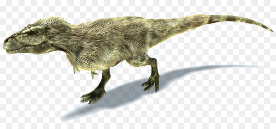 Tyrannosaurus，Yutyrannus PNG