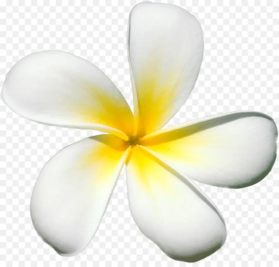 Frangipani，Flor PNG