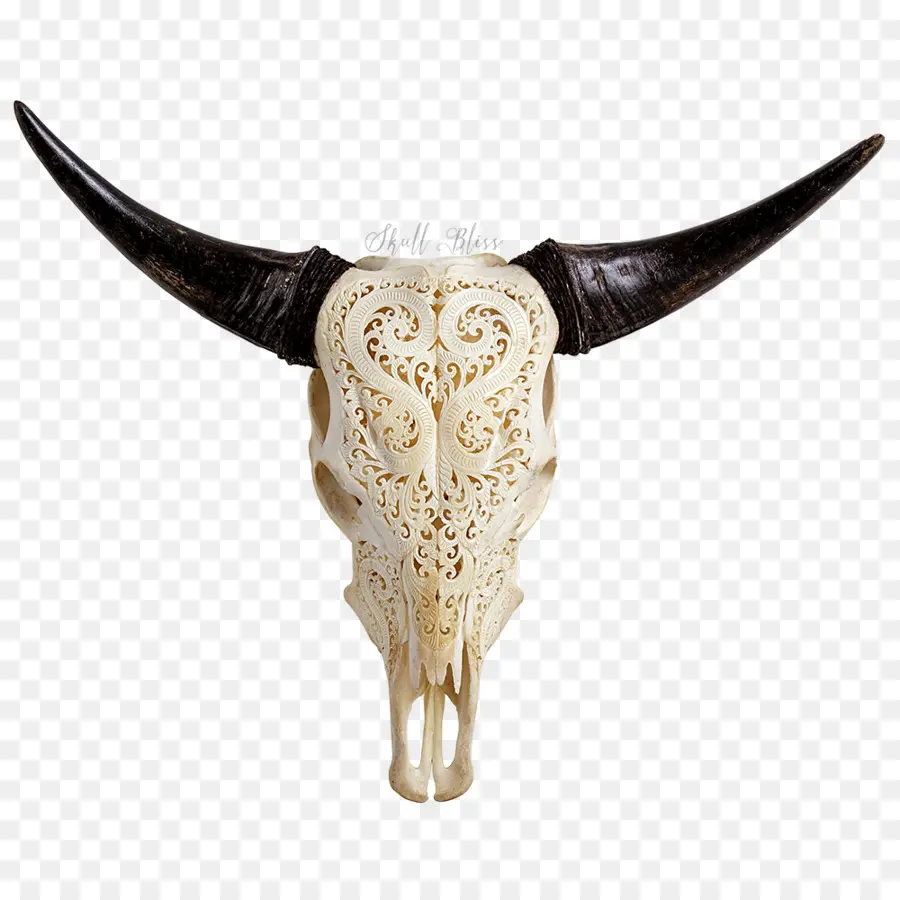 Texas Longhorn，Cráneo PNG