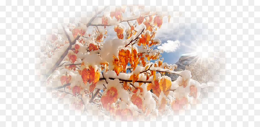 Flores Nevadas，Naranja PNG