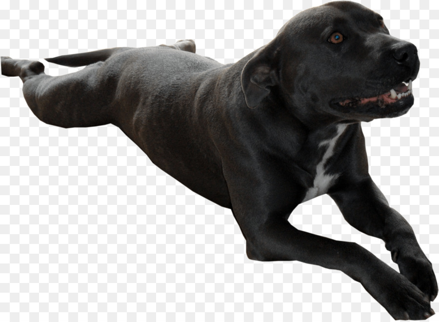 Raza De Perro，Cane Corso PNG