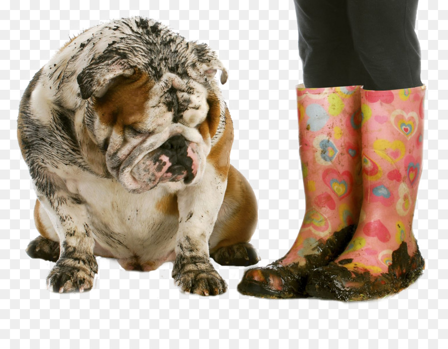 Perro Fangoso Y Botas，Perro PNG