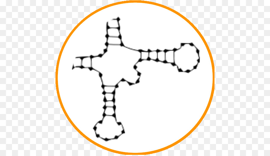 La Bioinformática，La Estructura Secundaria De La Proteína PNG