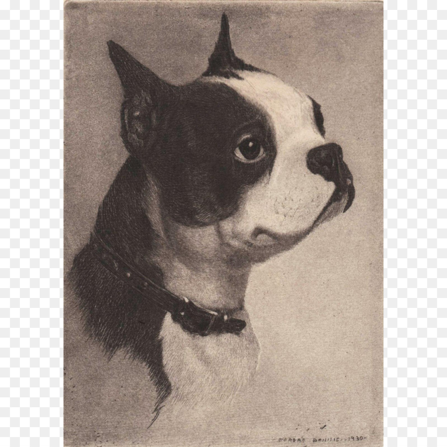 Boston Terrier，Raza De Perro PNG