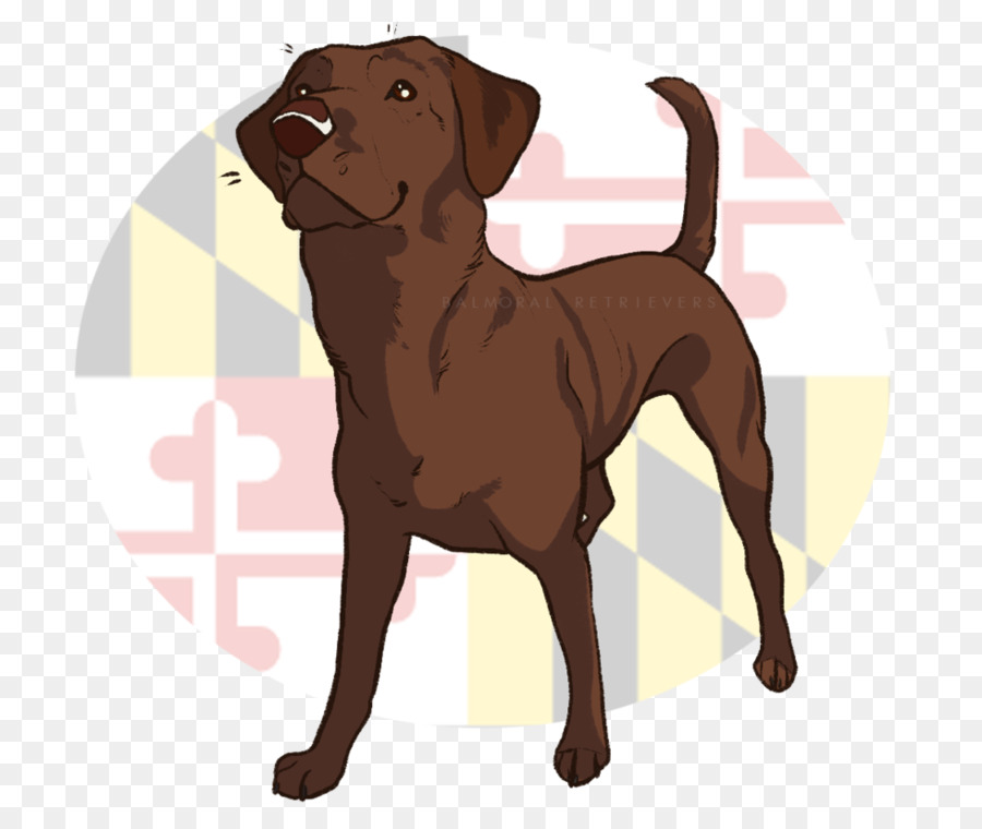 Labrador Retriever，Chesapeake Bay Retriever PNG