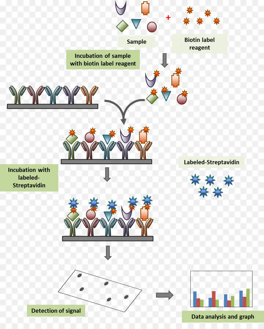 Estreptavidina，Biotinilación PNG