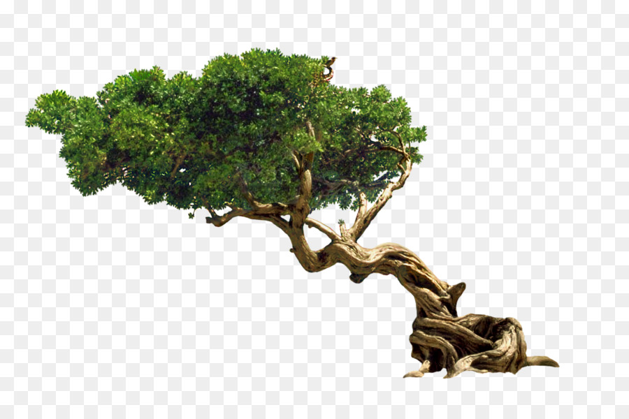 Árbol，Planta PNG