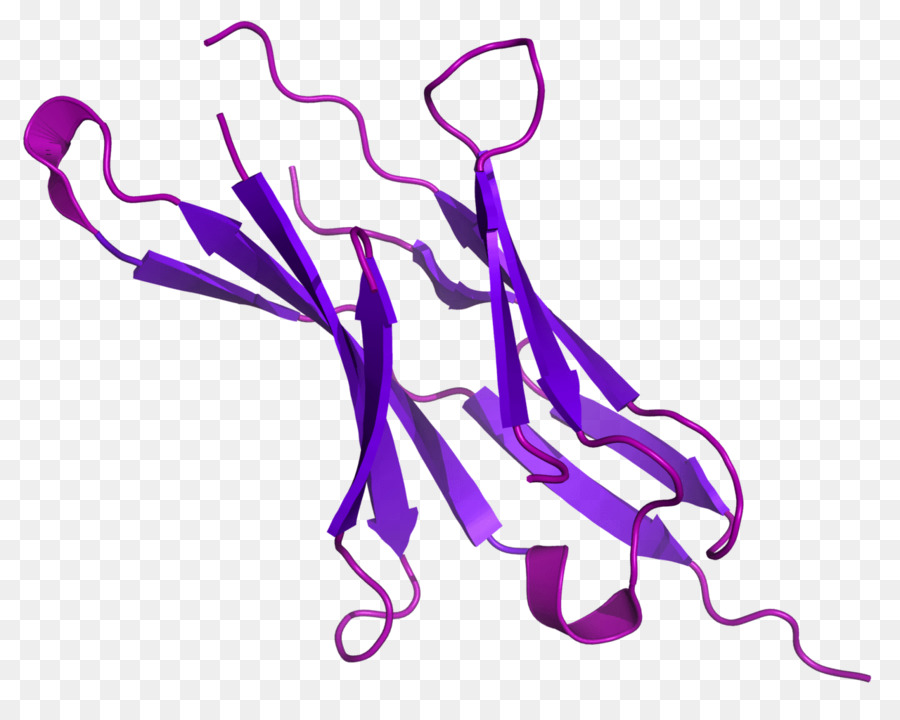 La Muerte Celular Programada De La Proteína 1，Pdl1 PNG