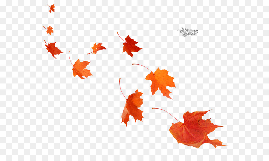 Hojas De Otoño，Caer PNG