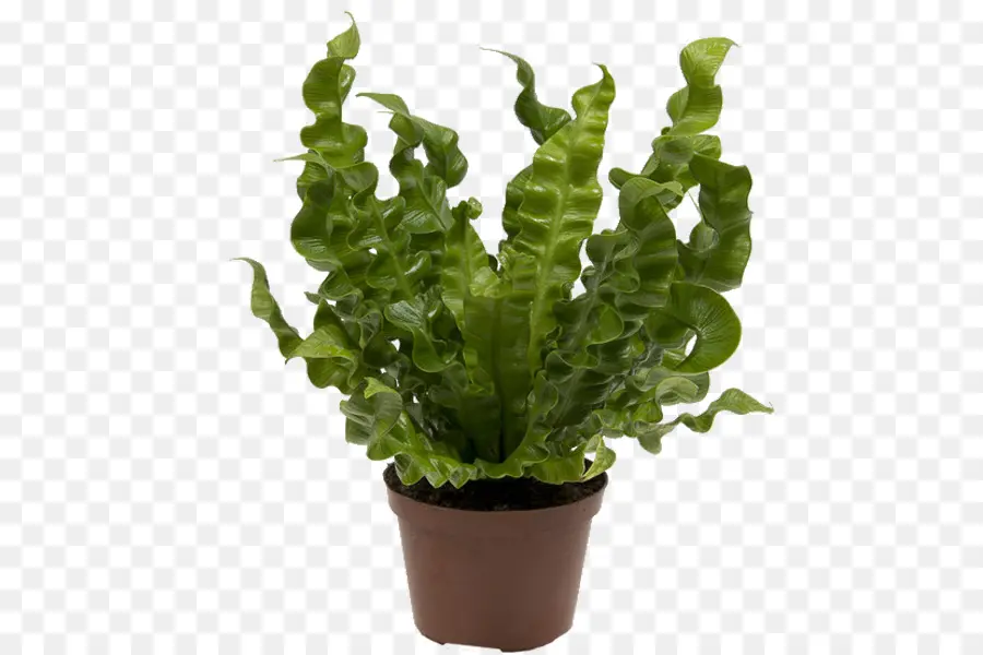 Asplenium Antiquum，Asplenium Nidus PNG