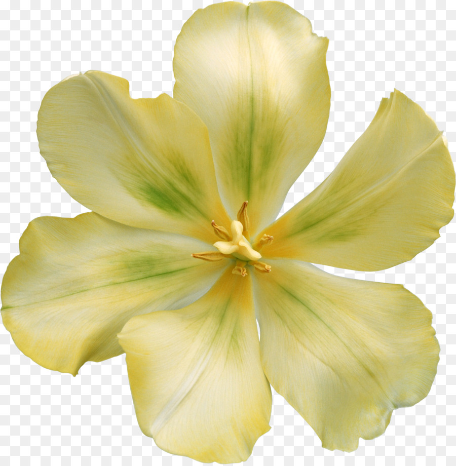 Pétalo，Flor PNG