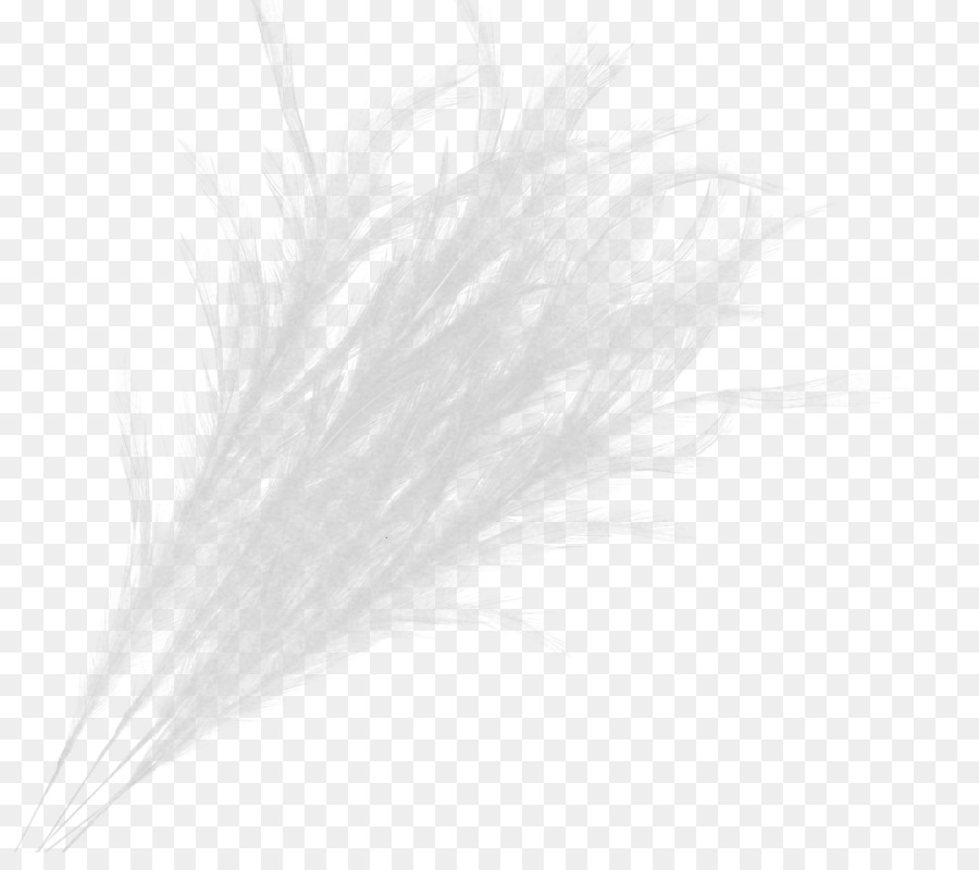 Pluma Blanca，Suave PNG