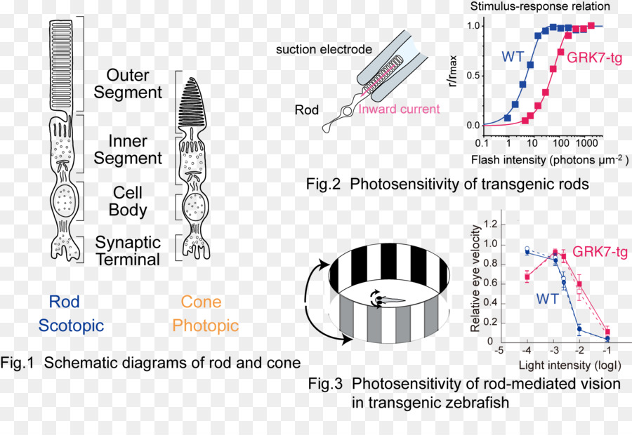 Las Células Fotorreceptoras，La Varilla De La Célula PNG