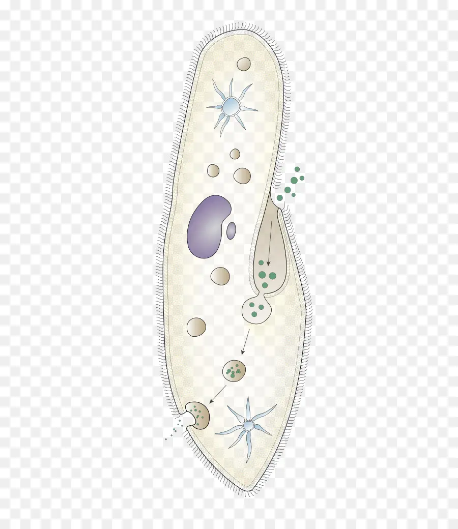 Paramecium Caudatum，Protista PNG