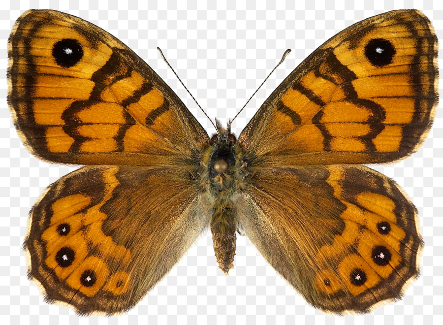 Mariposa，Lasiommata Megera PNG