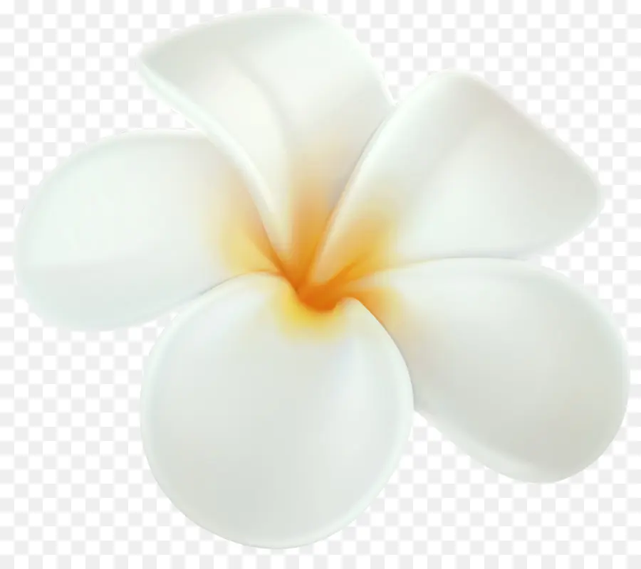 Frangipani，Dibujo PNG