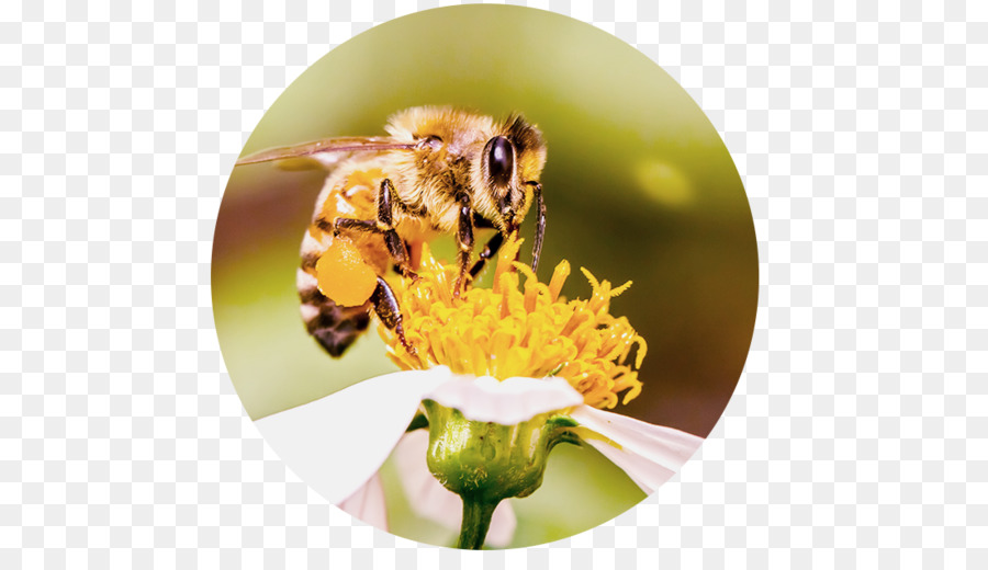 Abeja En Flor，Polinización PNG