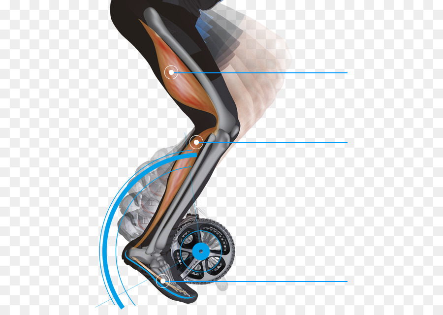 Shimano，Ciclismo De Zapatos PNG