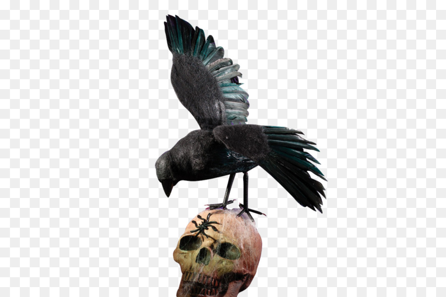 Cuervo En Calavera，Negro PNG