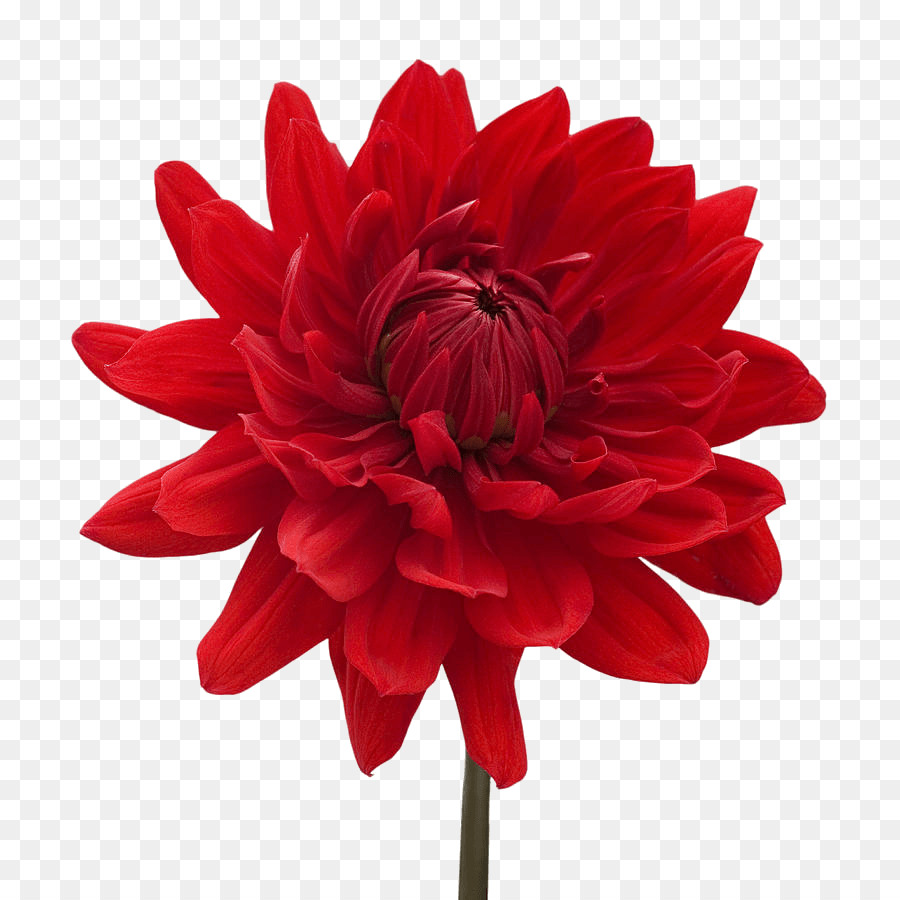 Flor，Rojo PNG