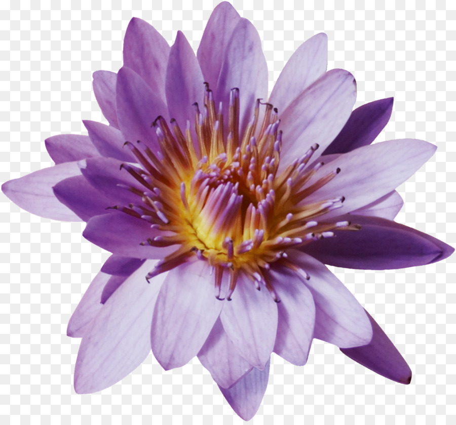 Flor Rosa，Florecer PNG