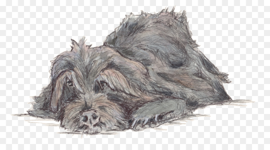 Schnauzer Miniatura，Scottish Terrier PNG