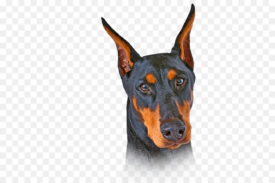 Dobermann，Alemán Pinscher PNG