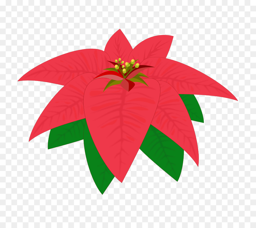 Flor De Pascua，Rojo PNG