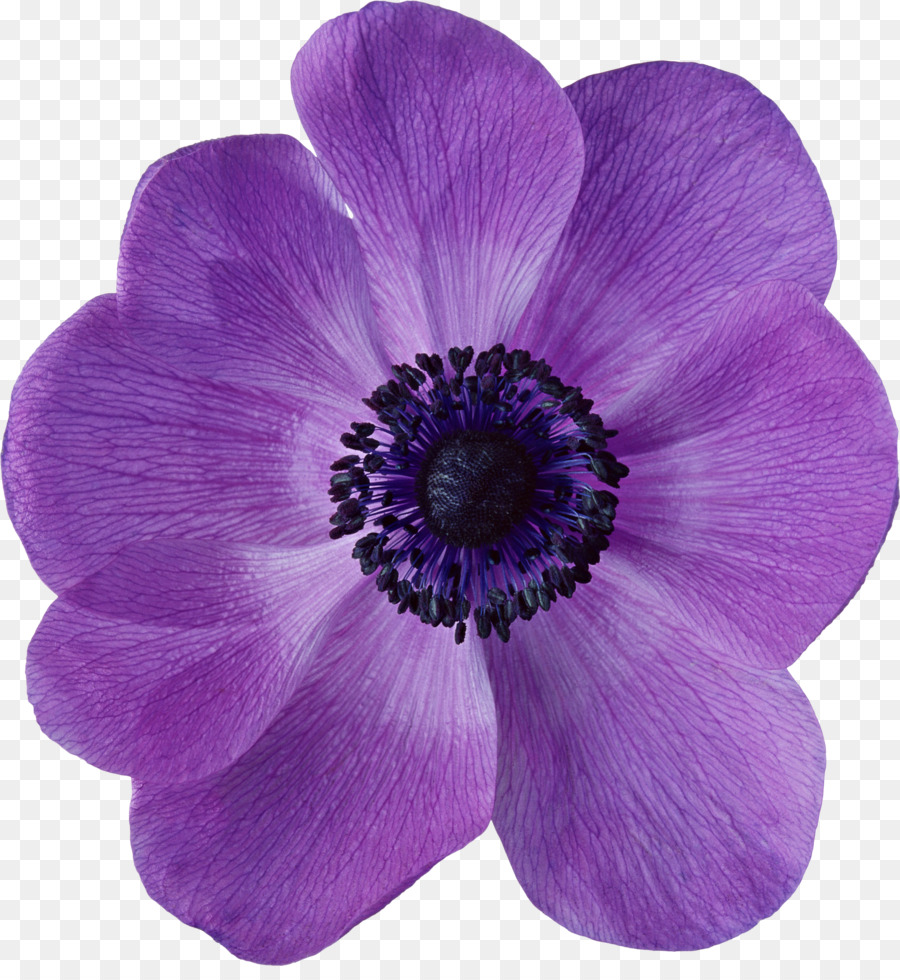 Flores Moradas，Florecer PNG