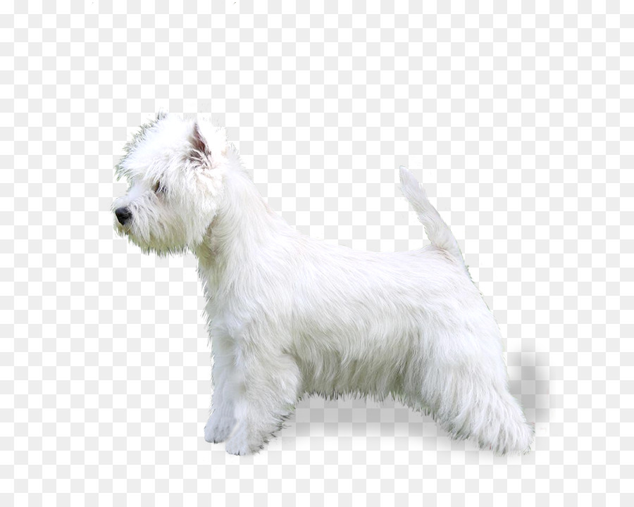 Glen Of Imaal Terrier，West Highland White Terrier PNG