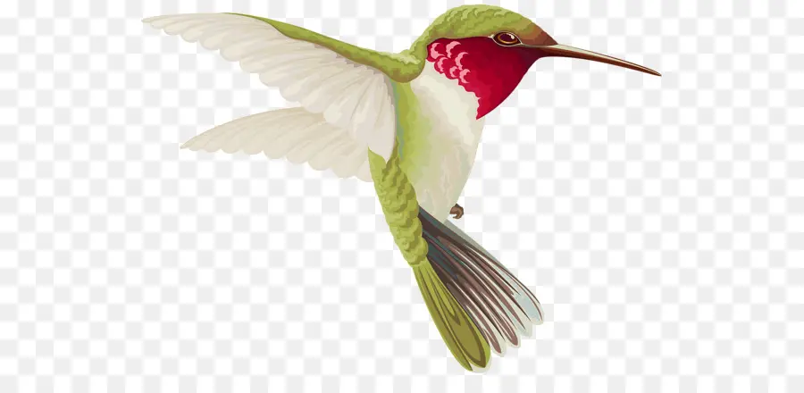 Pájaro，Colibrí PNG