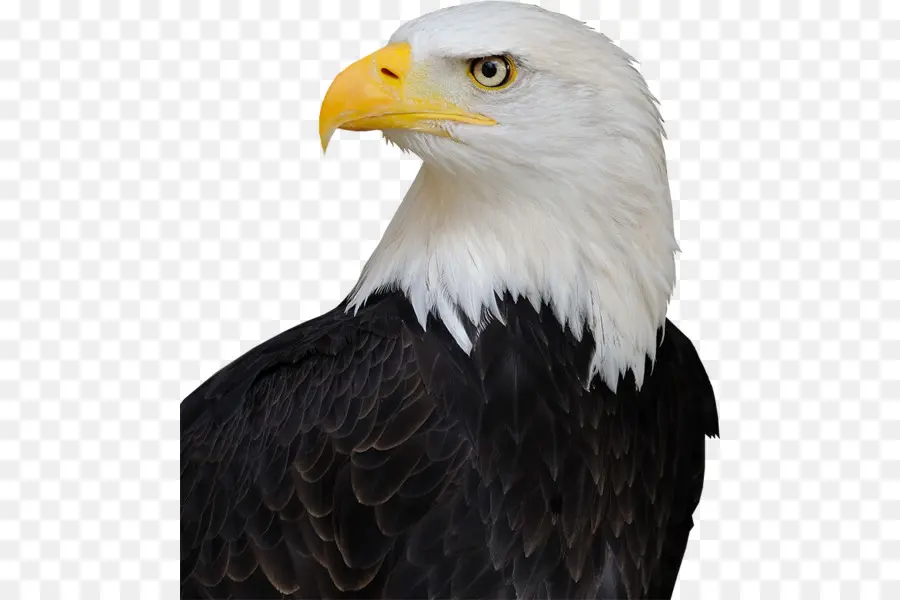 águila Calva，Estados Unidos PNG